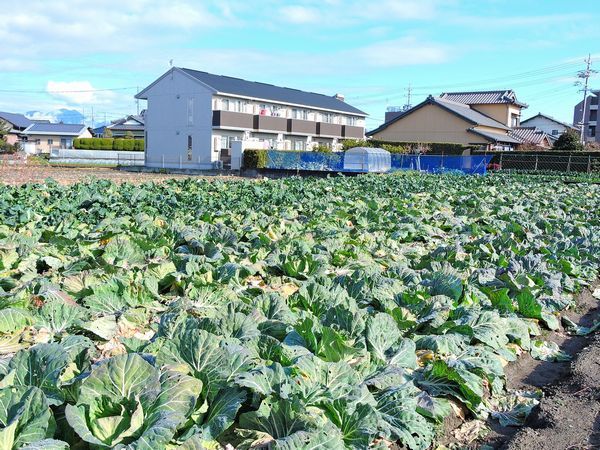 散歩道にて～キャベツ畑