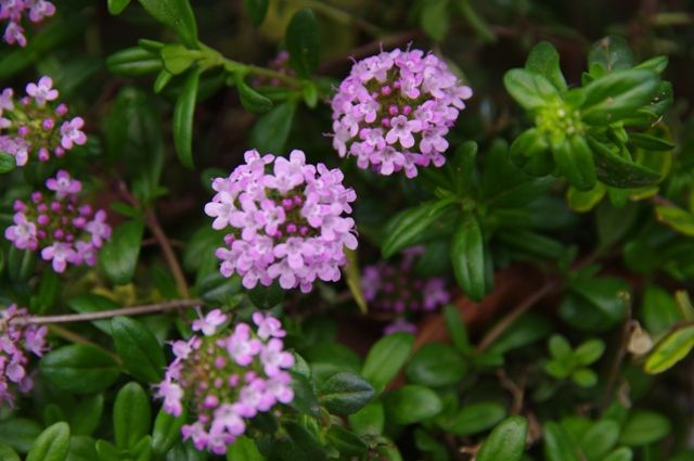 紫色の花達