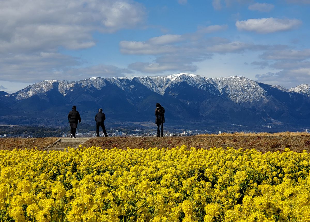 雪山🏔️と菜の花💛