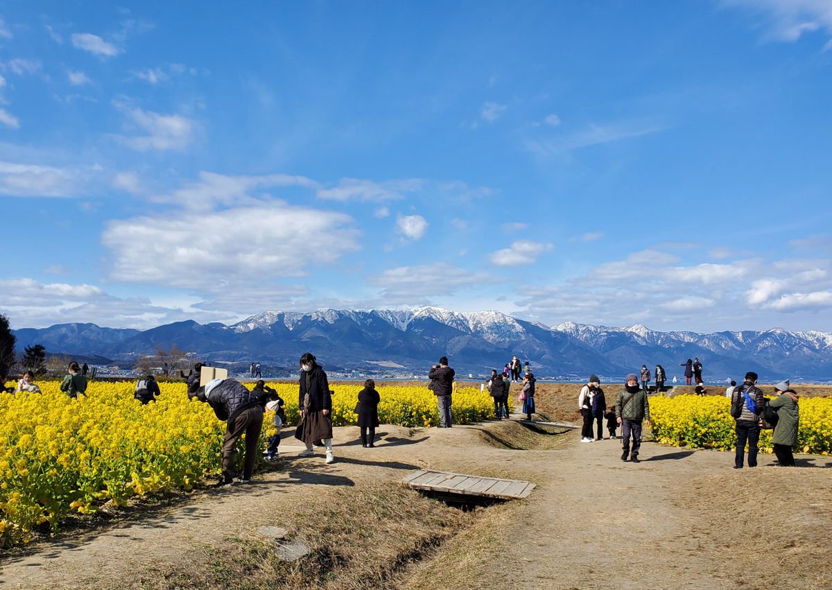 雪山🏔️と菜の花💛