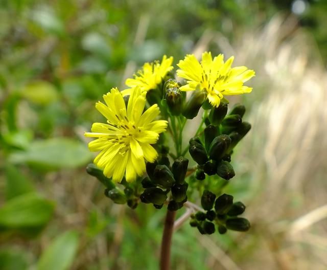 野の花(黄色)