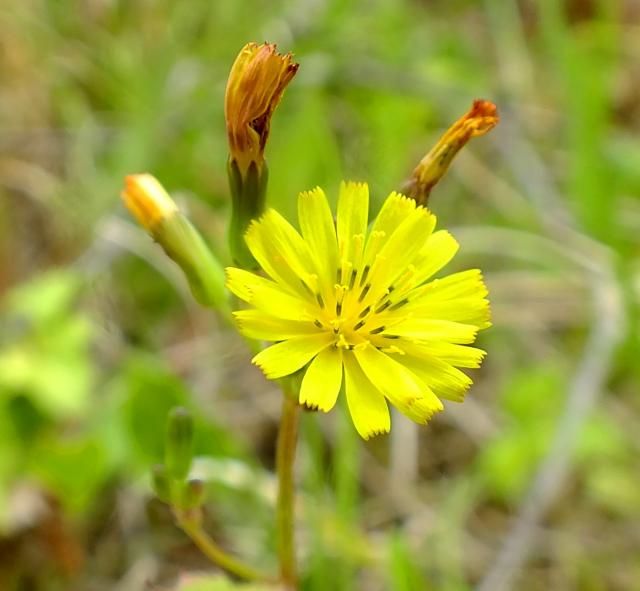 野の花(黄色)