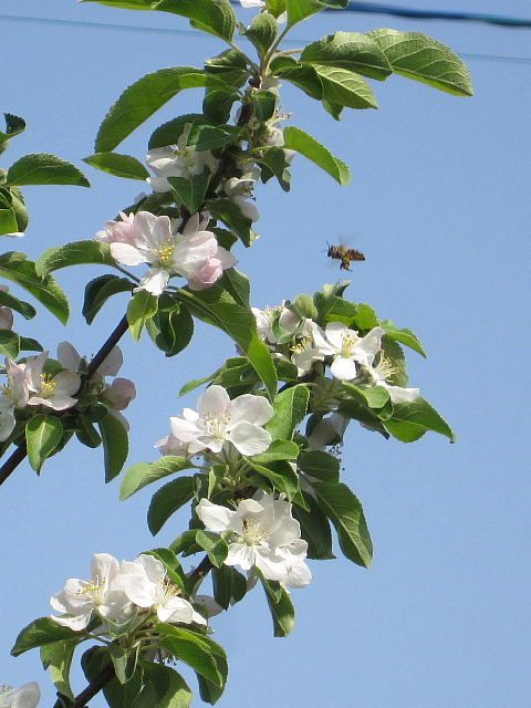 蜂さんたちのおかげ