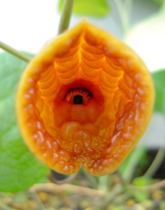 多分、日本初開花？？かも（笑）Holostylis reniformisが開花しました