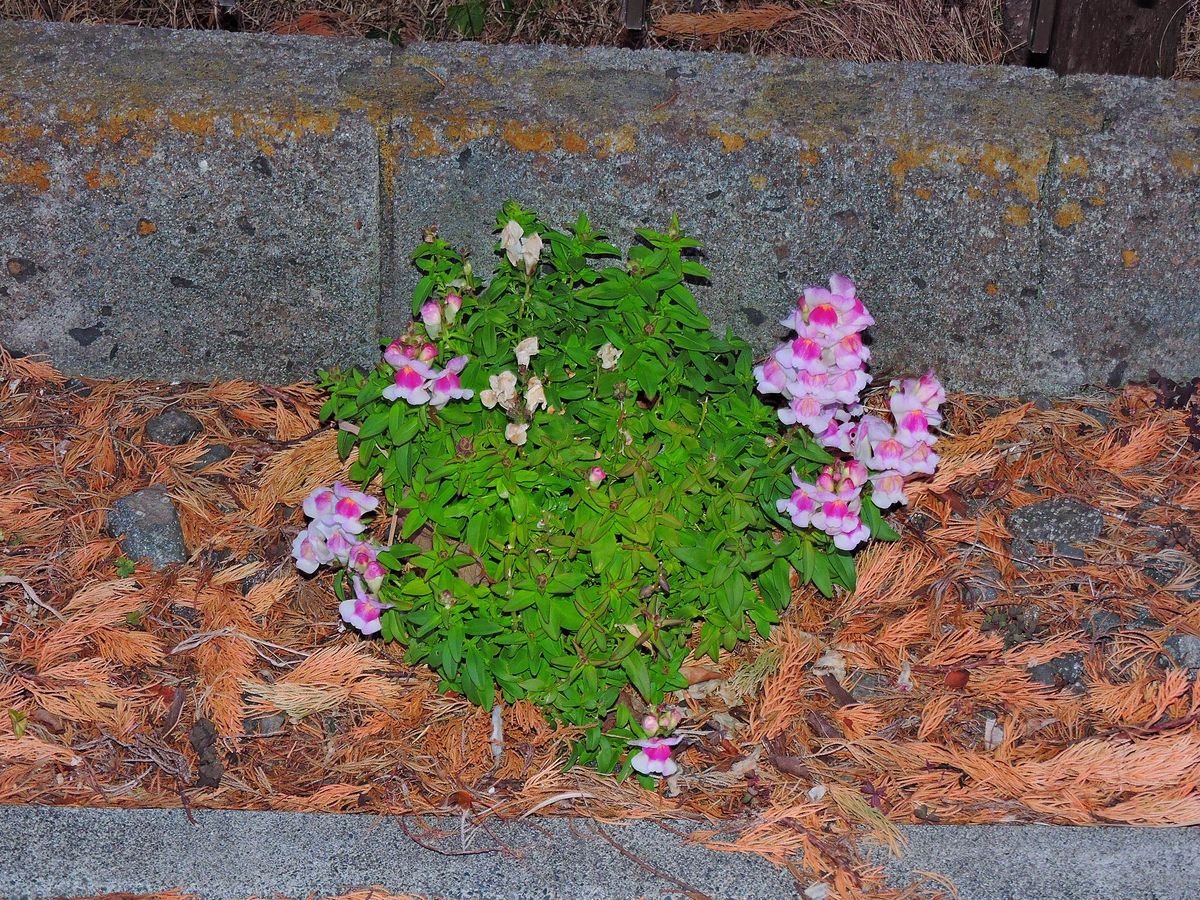 散歩道の花