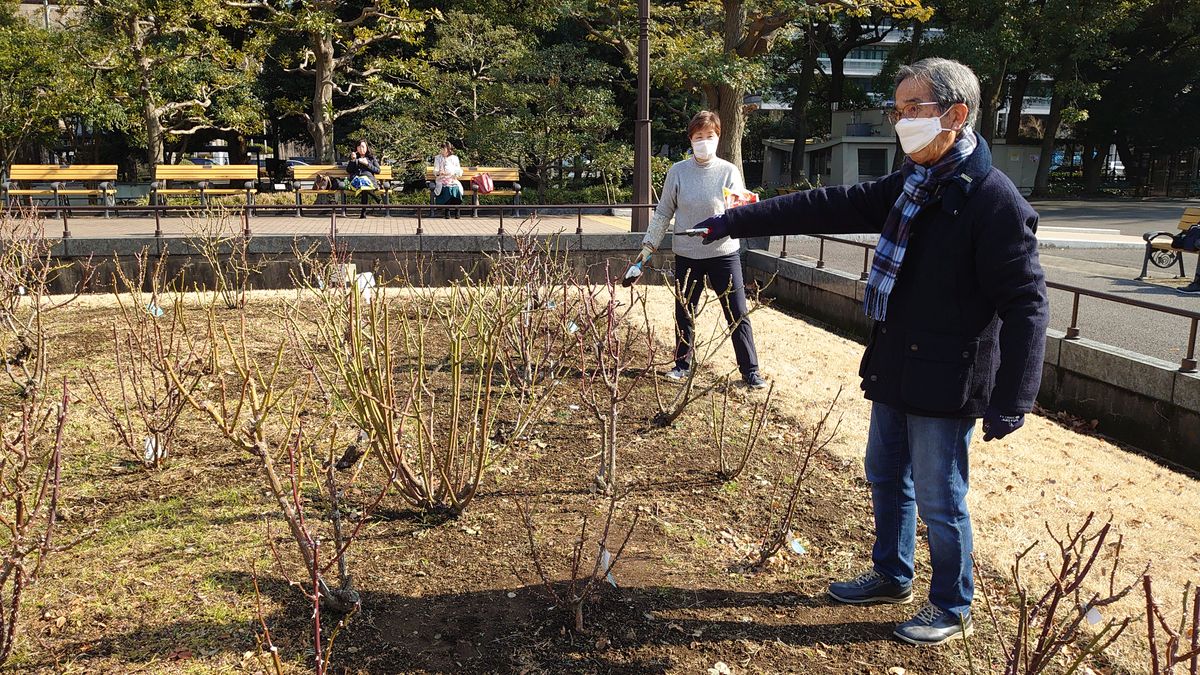 日比谷公園バラ花壇の冬剪定