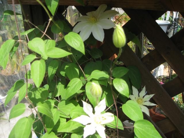 黄色のお花なんでしょうか。クサノオ。