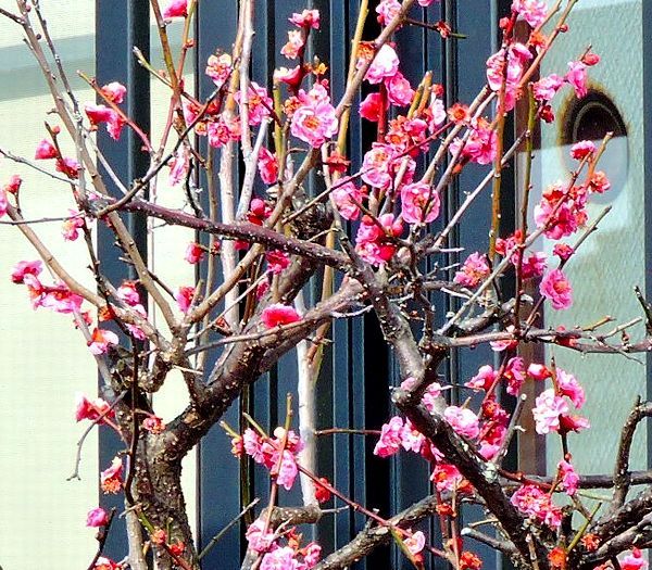 梅の花にメジロ来てたけど・・・