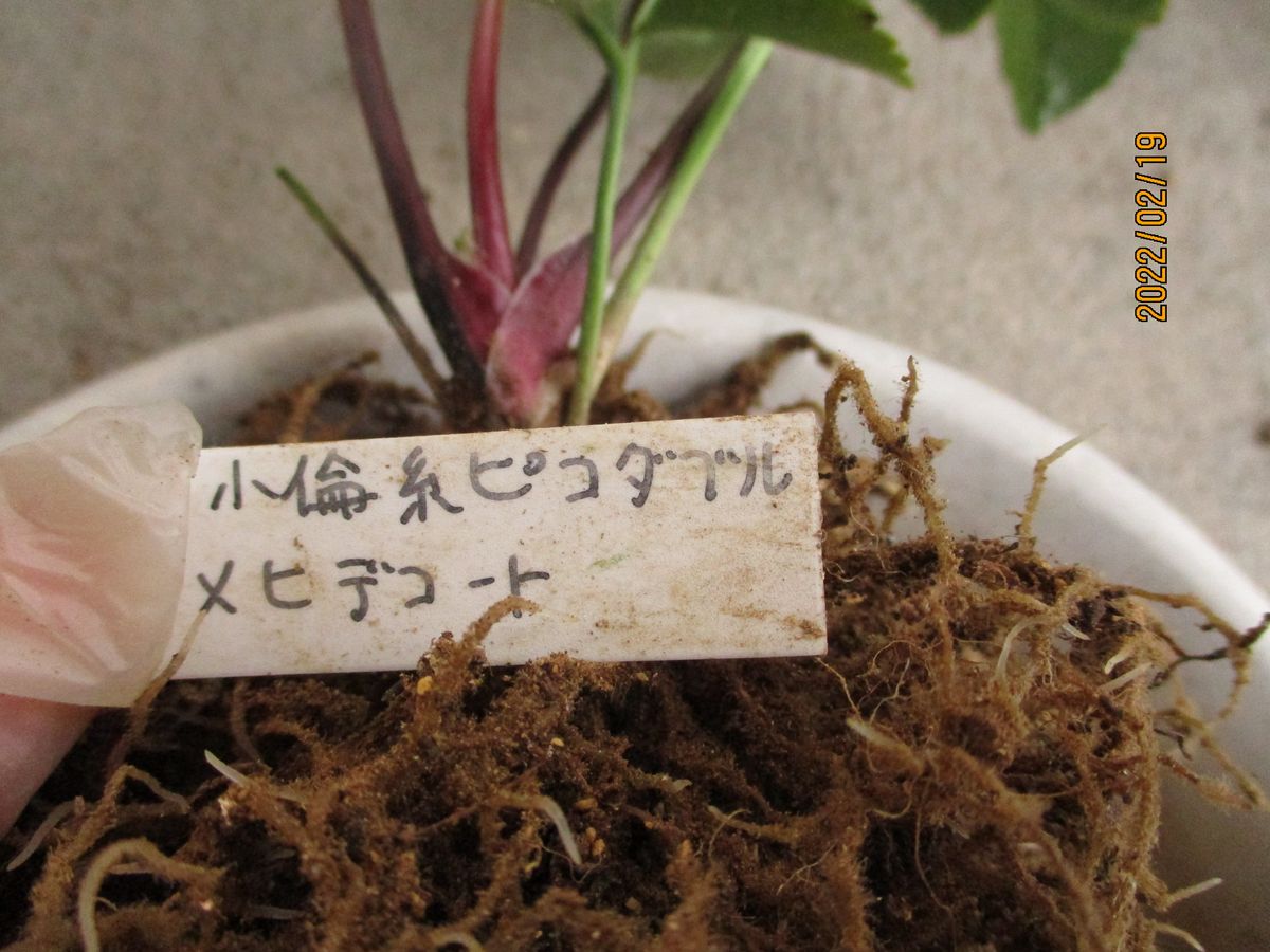 植え替え・6