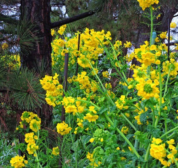 散歩道の花～菜の花とコスモス