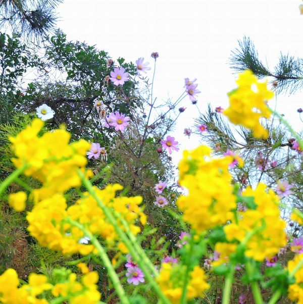 散歩道の花～菜の花とコスモス