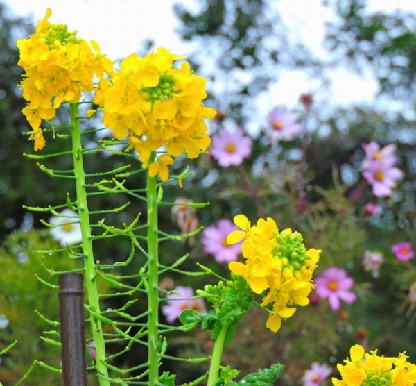 散歩道の花～菜の花とコスモス