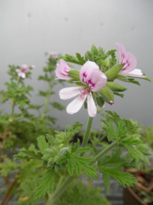 愛しのハーブのお花たち。