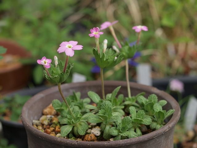 高嶺の花