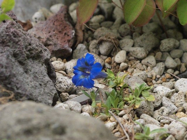 高嶺の花