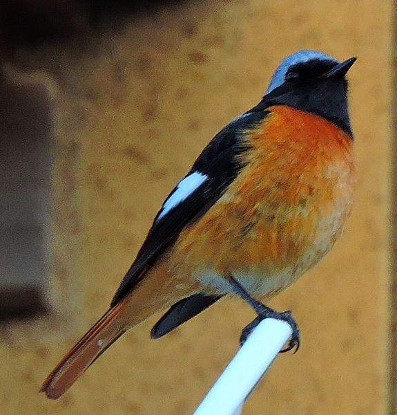 花鳥風月。ウォーキングMS❿１５日目(3297日目)