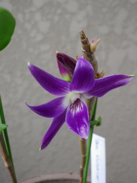 Den.victoria-reginae