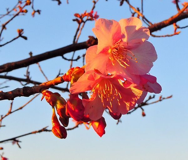 散歩道の花～河津桜