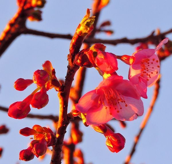 散歩道の花～河津桜