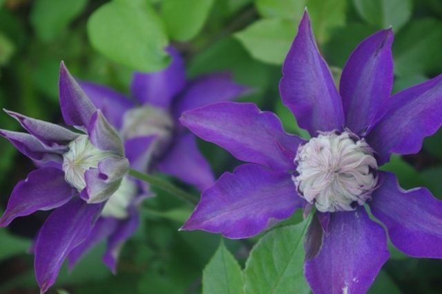 ぞくぞく開花