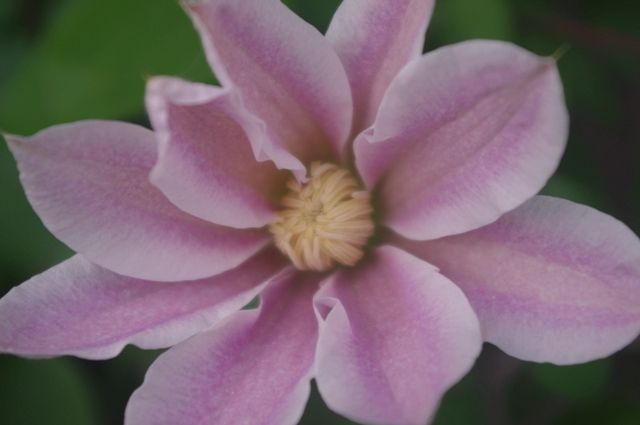 ぞくぞく開花