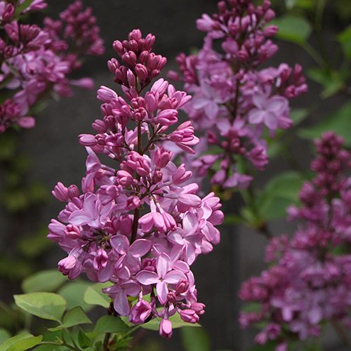 忘れてた！花たちの開花