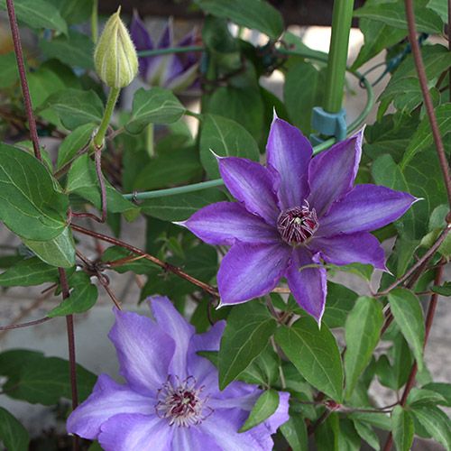 忘れてた！花たちの開花