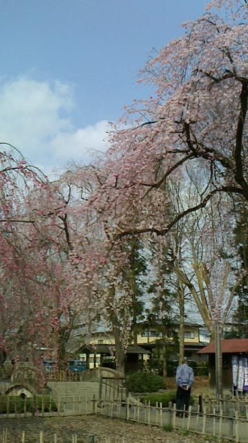 光禅寺の枝垂れ桜