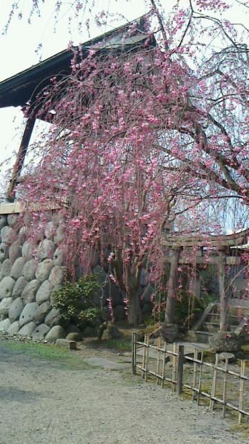 光禅寺の枝垂れ桜