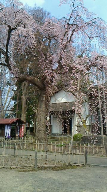 光禅寺の枝垂れ桜