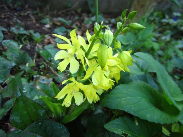 今の時期は黄色のお花が満開です( *´艸｀)