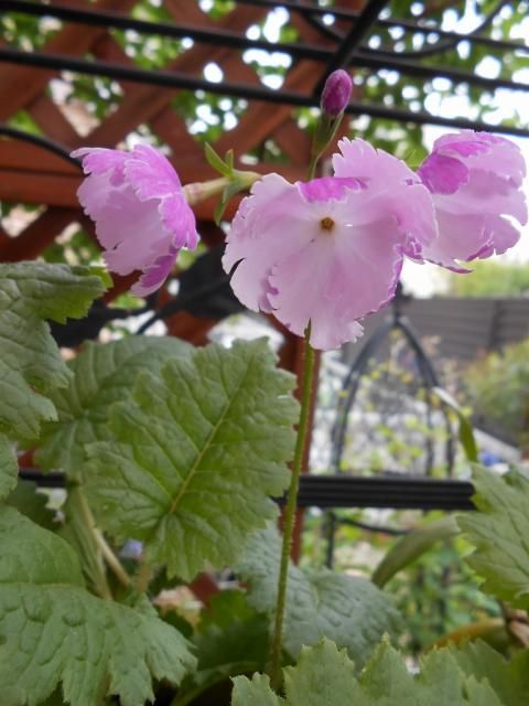 サクラソウ　天女桜