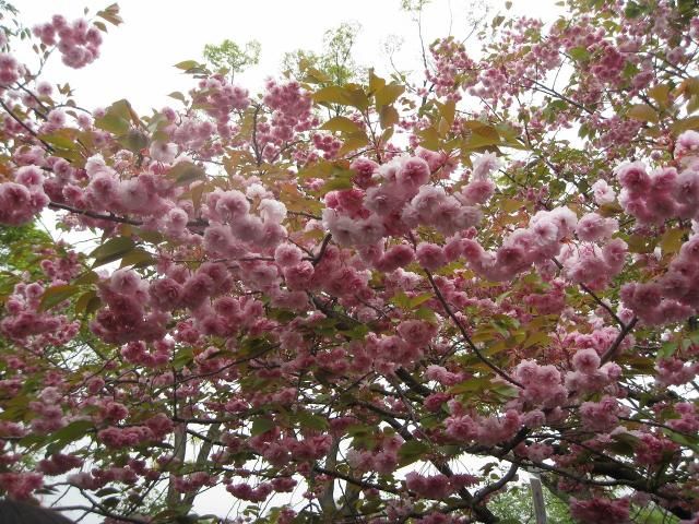 大阪、造幣局の桜通り抜け観光。