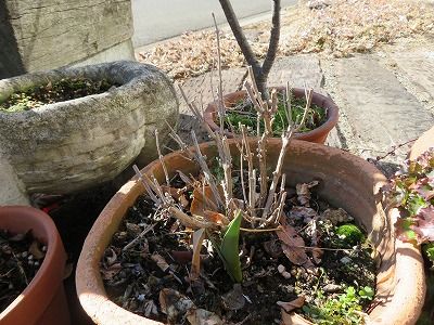 ロシアンセージ切り戻し・・これで・・夏には花盛り？？！！