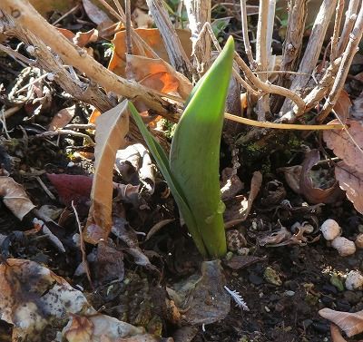 ロシアンセージ切り戻し・・これで・・夏には花盛り？？！！