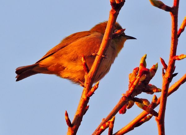 河津桜にメジロ