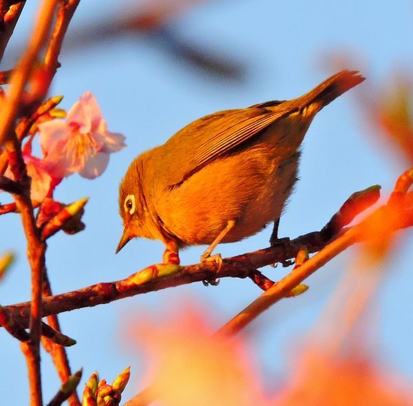 河津桜にメジロ