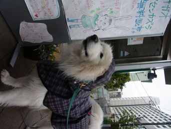 白いモフモフ　本日はしっとりバージョン