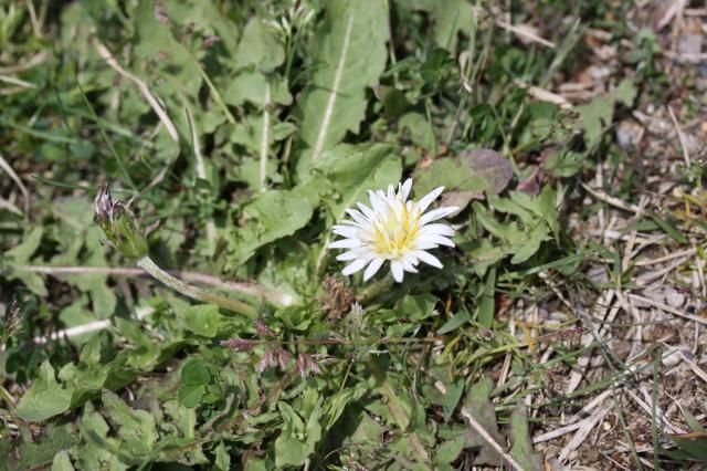 「白花タンポポ」でしょうか？