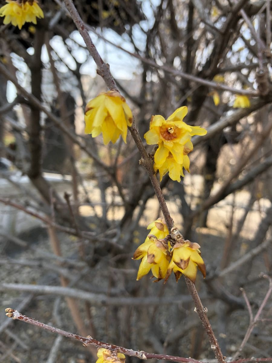 駒込吉祥寺の梅