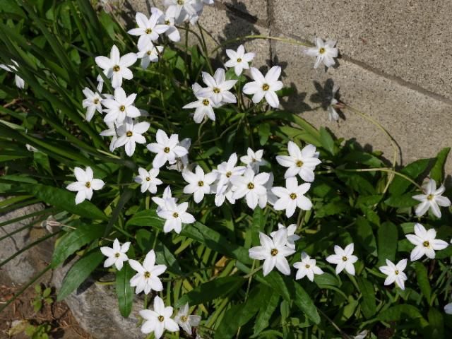 白い花　（３）