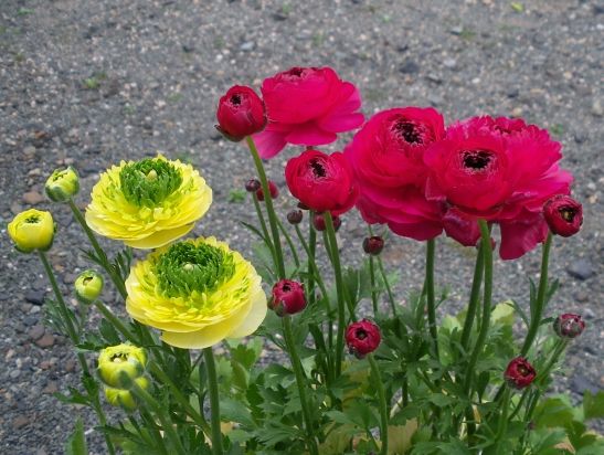 花弁が多いと豪華だね