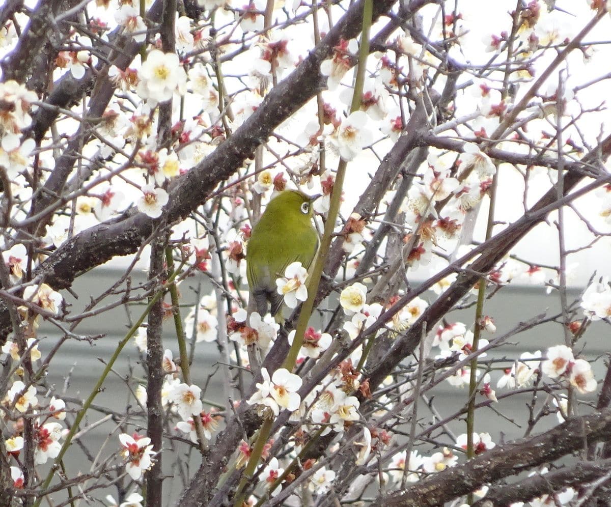 梅にウグイス・・・じゃなく