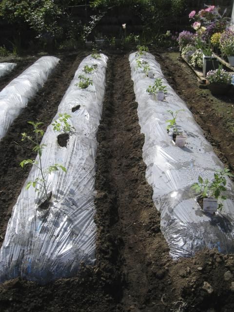 野菜の時間　夏野菜栽培初め