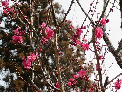 井の頭公園・・梅・福寿草・クロッカス・・（東京都武蔵野市・三鷹市）