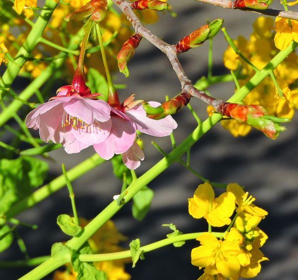 散歩道の花～ルピナス