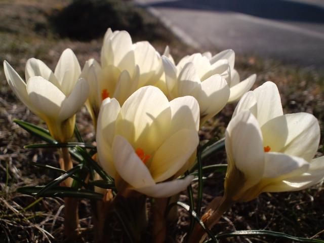 やっとお花のお題で