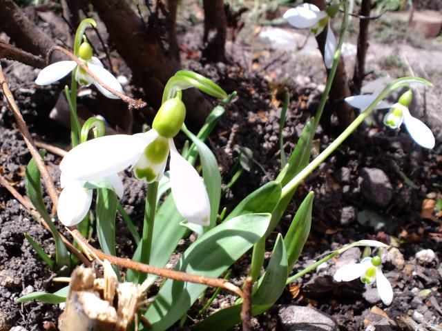 やっとお花のお題で