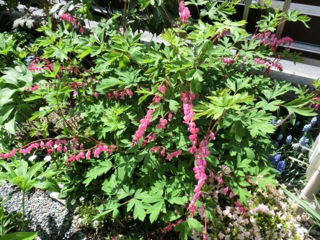 今日のお花