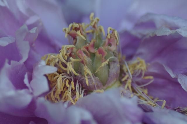 我が家のもう一つの花